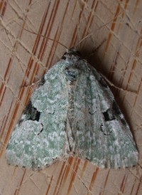 Green Leuconycta